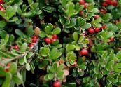 I fiori da giardino Uva Ursina, Kinnikinnick, Manzanita, Arctostaphylos uva-ursi foto, caratteristiche rosso