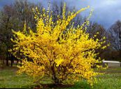 les fleurs du jardin Forsythia photo, les caractéristiques jaune