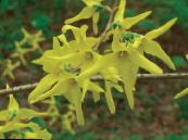 les fleurs du jardin Forsythia photo, les caractéristiques jaune