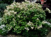 I fiori da giardino Strega Ontano, Fothergilla foto, caratteristiche bianco