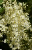 Gartenblumen Creme Busch, Gischt, Holodiscus foto, Merkmale weiß