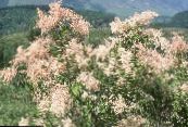 I fiori da giardino Crema Cespuglio, Oceano Spruzzo, Holodiscus foto, caratteristiche rosa