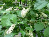 les fleurs du jardin Merisier, Mirabelle, Prunus Padus photo, les caractéristiques blanc