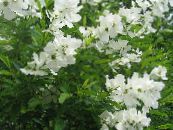 Gartenblumen Pearl Busch, Exochorda foto, Merkmale weiß