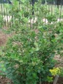 Gartenblumen Schwarze Apfelbeere, Aronia foto, Merkmale weiß