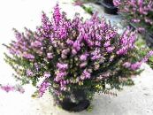 les fleurs du jardin Heath Scotch, Bruyères D'hiver, Erica photo, les caractéristiques lilas