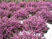 les fleurs du jardin Heath Scotch, Bruyères D'hiver, Erica photo, les caractéristiques rose