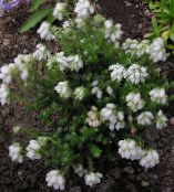 les fleurs du jardin Heath Scotch, Bruyères D'hiver, Erica photo, les caractéristiques blanc