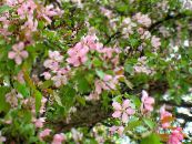 Gartenblumen Apfel Zier, Malus foto, Merkmale rosa