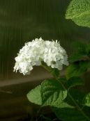 les fleurs du jardin Hortensia Lisse, Hortensia Sauvage, Sevenbark, Hydrangea arborescens photo, les caractéristiques blanc