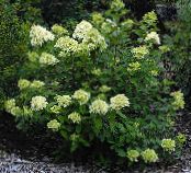 Garden Flowers Panicle Hydrangea, Tree Hydrangea, Hydrangea paniculata photo, characteristics green