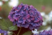 Common hydrangea, Bigleaf Hydrangea, French Hydrangea (Hydrangea hortensis) purple, characteristics, photo