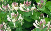 Garden Flowers Honeysuckle, Lonicera caprifolium photo, characteristics pink