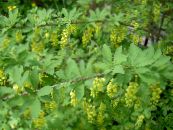 I fiori da giardino Crespino, Berberis foto, caratteristiche giallo