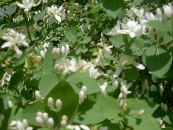 I fiori da giardino Caprifoglio Tatarian, Lonicera tatarica foto, caratteristiche bianco