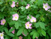 I fiori da giardino Rosa foto, caratteristiche rosa