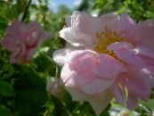 Gartenblumen Rosa foto, Merkmale rosa