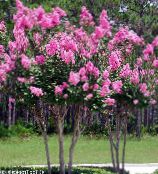 Garden Flowers Crape Myrtle, Crepe Myrtle, Lagerstroemia indica photo, characteristics pink