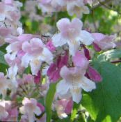 les fleurs du jardin Baie Beauté, Callicarpa photo, les caractéristiques rose