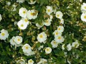 les fleurs du jardin Ciste, Le Soleil Se Leva, Cistus photo, les caractéristiques blanc
