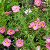 Gartenblumen Zistrose, Sonne, Cistus foto, Merkmale rosa