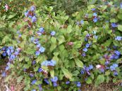 I fiori da giardino Leadwort, Hardy Plumbago Blu, Ceratostigma foto, caratteristiche blu