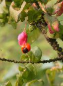 les fleurs du jardin Fusain, Euonymus photo, les caractéristiques rose
