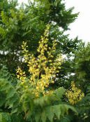 I fiori da giardino Albero Pioggia Dorata, Goldenraintree Panicled, Koelreuteria paniculata foto, caratteristiche giallo