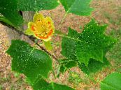 Gartenblumen Tulpenbaum, Gelbe Pappel, Tulpe Magnolie, Whitewood, Liriodendron tulipifera foto, Merkmale gelb
