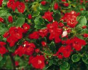 les fleurs du jardin Escallonia, Escallonia macrantha photo, les caractéristiques rouge