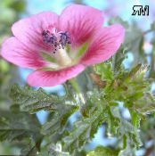 Gartenblumen Cape Malve, Anisodontea capensis foto, Merkmale rosa