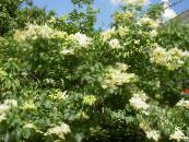 Gartenblumen Syringa Amurensis foto, Merkmale weiß