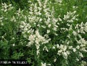 Troène (Ligustrum-vulgare) blanc, les caractéristiques, photo