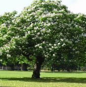 Gartenblumen Süd-Trompetenbaum, Catawba, Indische Trompetenbaum, Catalpa bignonioides foto, Merkmale weiß