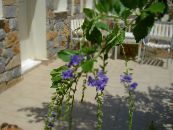 Gartenblumen Tautropfen Golden, Himmel Blume, Taube Berry, Duranta erecta, Duranta plumieri foto, Merkmale blau