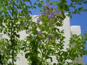 I fiori da giardino Dorato Goccia Di Rugiada, Fiore Cielo, Piccione Bacca, Duranta erecta, Duranta plumieri foto, caratteristiche azzurro