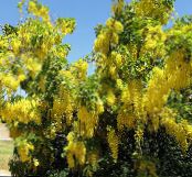 Garden Flowers Golden rain, Golden Chain Tree, Laburnum-anagyroides photo, characteristics yellow