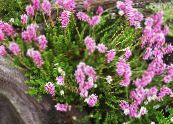 I fiori da giardino Brughiera Picco, Bruckenthalia spiculifolia, Erica spiculifolia foto, caratteristiche rosa