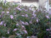 Gartenblumen Schmetterlingsstrauch, Sommerflieder, Buddleia foto, Merkmale flieder