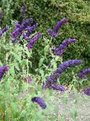 Gartenblumen Schmetterlingsstrauch, Sommerflieder, Buddleia foto, Merkmale blau