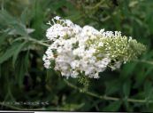 Gartenblumen Schmetterlingsstrauch, Sommerflieder, Buddleia foto, Merkmale weiß
