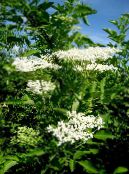 les fleurs du jardin Sureau, Sureau Rouge-Berried, Sambucus photo, les caractéristiques blanc