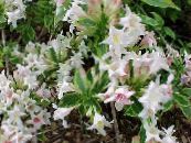 I fiori da giardino Weigela foto, caratteristiche bianco
