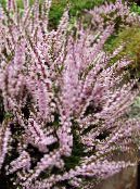 les fleurs du jardin Bruyère, Calluna photo, les caractéristiques rose