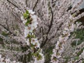 les fleurs du jardin Cerasus Tomentosa photo, les caractéristiques blanc