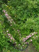 Garden Flowers Cerasus grandulosa photo, characteristics pink