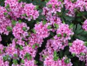 les fleurs du jardin Bruyère, Daphne photo, les caractéristiques rose