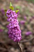 les fleurs du jardin Bruyère, Daphne photo, les caractéristiques lilas