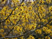 Witchhazel (Hamamelis vernalis) jaune, les caractéristiques, photo