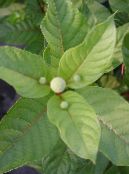 I fiori da giardino Buttonbush, Campane Miele, Honeyball, Pulsante Salice, Cephalanthus foto, caratteristiche bianco